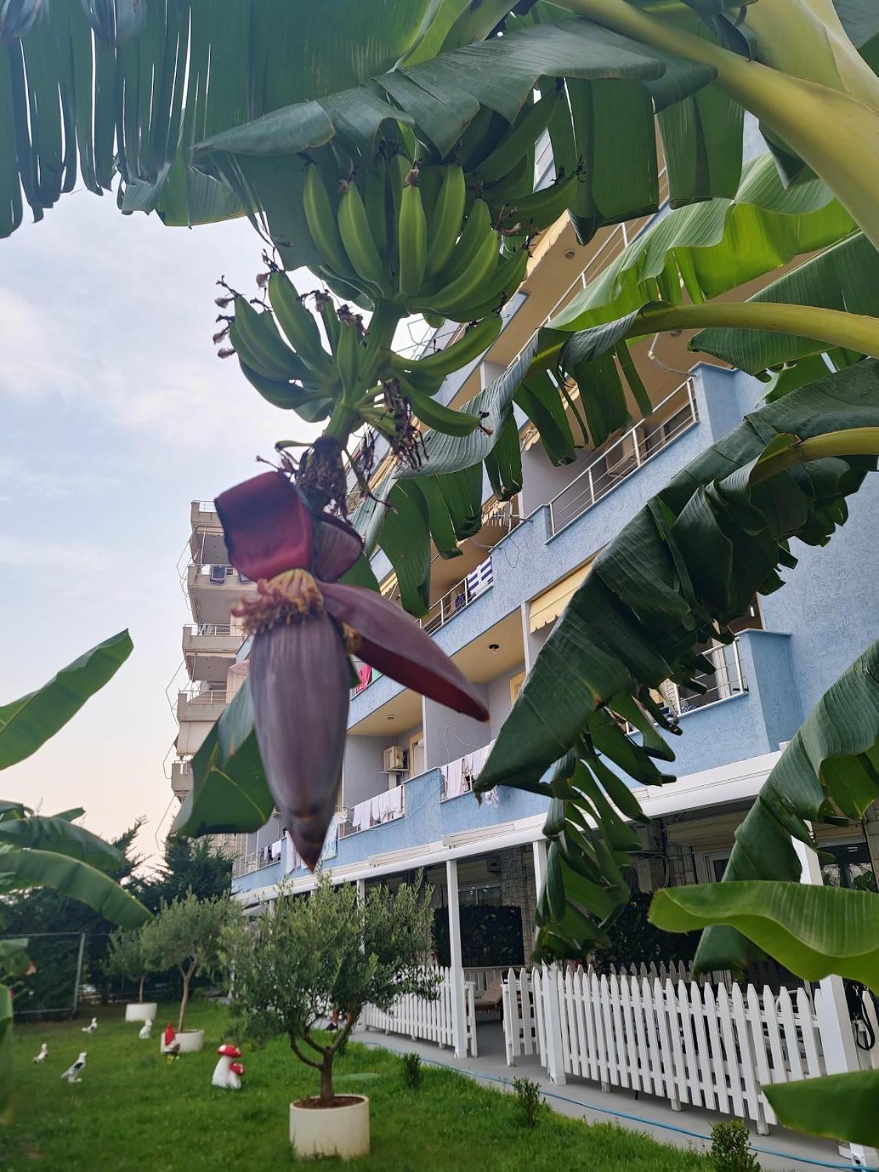 Suncoast Rooms Port Side Σαράντα Εξωτερικό φωτογραφία